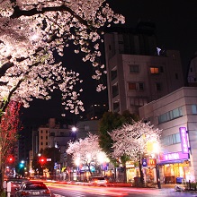 人形町の桜